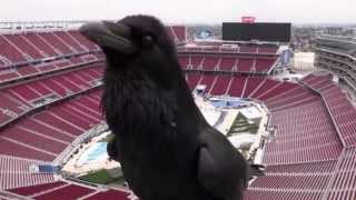 A Raven Declares Jihad Over Levi Stadium [upl. by Adnileb]