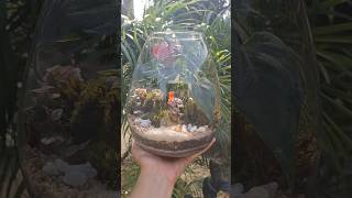 Closed Terrarium Available now only in Dehradun Whatsapp on 7078792436 terrarium dehradun diy [upl. by Yrrol]