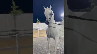 حرارة الخيل العريى [upl. by Violante]