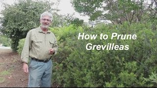 How to Prune Grevilleas  Part 1 [upl. by Luce]