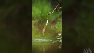 Photographer Captures An Incredible Moment 😨 [upl. by Wadell]