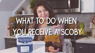 What to do when you receive a kombucha SCOBY [upl. by Deeas194]