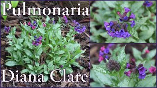 Pulmonaria Diana Clare Lungwort Evergreen Ground cover Spring flowers My Walled Garden 4k [upl. by Noivax]