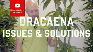 Dracaena Issues and solutions [upl. by Ellevehs]