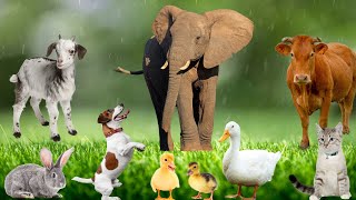 Cute Animal Sounds  Cat Duckling Dog Goat Rabbit Chicken  Familiar Animals [upl. by Hgielram]