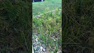 How do you get rid of nutgrass [upl. by Gusty]