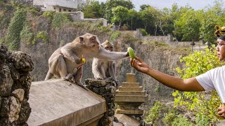 The Bartering Monkeys of Bali  Planet Earth III  BBC Earth [upl. by Nogaem900]