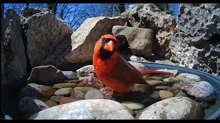 LIVE 🐦 Bird Feeder Camera in Oklahoma [upl. by Zeugirdor]