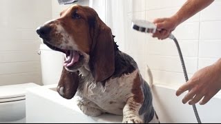 basset hound in the bath [upl. by Corbett879]