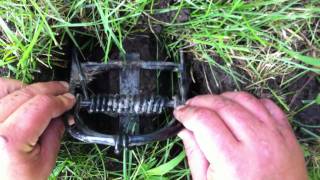 Mole trapping made easy [upl. by Peers]