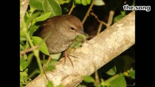 Barratts Warbler two calls [upl. by Omrelliug]