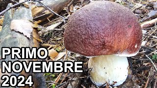 PORCINI 2024 NOVEMBRE CHE SORPRENDE CON FUNGHI PORCINI INASPETTATI [upl. by Casmey]