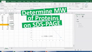 SDS PAGE Principle and the Use of Discontinuous buffer system [upl. by Dania156]