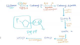 03 Pyrimidine metabolism [upl. by Lamson518]