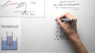 Wassertransport bei der Photosynthese [upl. by Segalman]