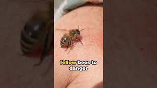 Do You Know How A Bee Stinger Works shorts shortvideo 2024 [upl. by Jordan]