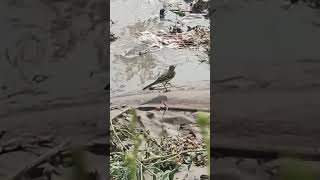 Yellow Wagtail spotted on farm [upl. by Htebasil]