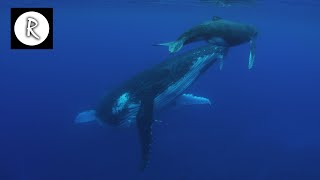 Whale Sounds Underwater Nature Video  4K  10 Hours for Sleep Insomnia Stress Relief amp Relaxation [upl. by Damalus]