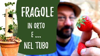 Coltivare FRAGOLE in un TUBO e nellORTO [upl. by Mahon]