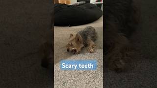 Scary teeth puppy cute short [upl. by Rothschild]