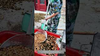 A Simple And Effective Traditional Way To Screen Walnuts By Using Water [upl. by Seed]