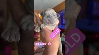 Two weeks old French bulldog puppy  Congratulations to her new owners tpkkennels frenchbulldog￼ [upl. by Nauqahs999]