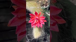 Look Who’s Blooming Our Monkey Tail Cactus 😊🌵 cactus succulents flowers [upl. by Ahsam]