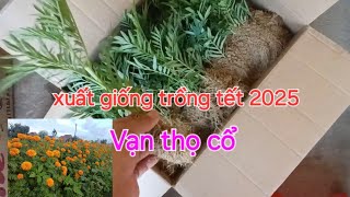 Xuất giống vạn thọ cổ tết 2025 [upl. by Diehl94]