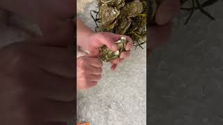 How To Open An Oyster fish oysters seafood [upl. by Kcirdehs]