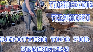 How To EASILY Replant Large Trichocereus Terscheckii Cactus [upl. by Emelun]