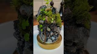 Beautiful Glass dome tarerium song moss plant [upl. by Atinid621]