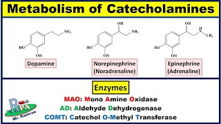 Metabolism of Catecholamines Dopamine Noradrenaline and Adrenaline [upl. by Wash]