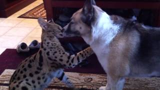 Jagger  Serval  playing with german shepherd  heeler cross [upl. by Neirrad]