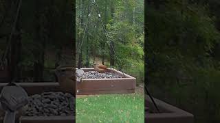 Carolina Wren Tufted Titmouse Chickadee amp RedBellied Woodpecker Feast at the Feeder [upl. by Aiela90]