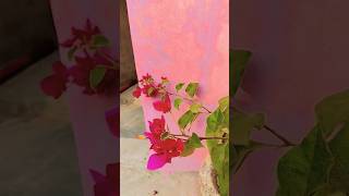 bougainvillea plants swetagupta💐🙏❤️🌲🎋 [upl. by Bradski718]