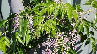 Beautiful Chinaberry Tree Bottle Brush and the sound of wildlife and passing vehicles asmr [upl. by Geno745]