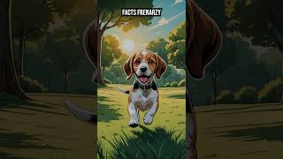 beagle puppy 10 Amazing Facts About Beagle Puppies Every Dog Lover MUST Know factshorts [upl. by Tsyhtema56]