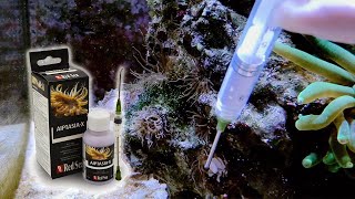 Controlling AiptasiaGlass Anemone overgrowth with Red Sea AIPTASIAX [upl. by Nosnek]