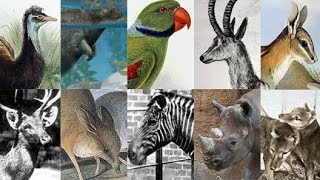 ANIMAIS EXTINTOS PELA HUMANIDADE DE 1000 ATÉ 2020 [upl. by Ennairej]