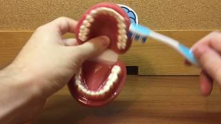 How to Brush Your Teeth with Dr Ryan  Modified Bass Technique [upl. by Alel]