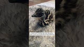 A family saw a strange egg and then ostrich short [upl. by Cirdec428]