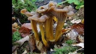 Identifying the Winter Chanterelle Craterellus tubaeformis Yellow Legs [upl. by Bret]