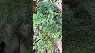 Araucaria plant [upl. by Monarski]