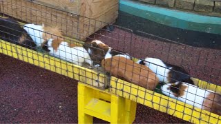 Guinea Pig bridge at Machida Squirrel Garden in Tokyo Japan [upl. by Aisatsan990]