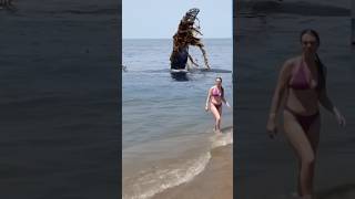 A giant whales fin slapped the sea water on the beach [upl. by Nyrehtac222]