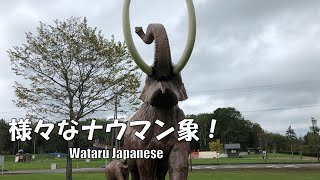 【北海道幕別町】様々なナウマン象！ [upl. by Luanne535]