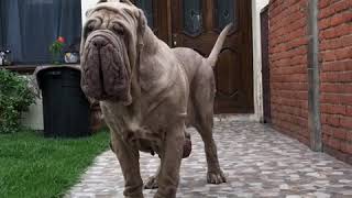 Neapolitan mastiff Marilyn [upl. by Ellehcyar]