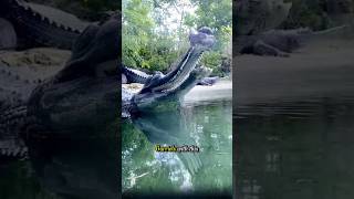 Why do gharials have longer snouts than other crocodile species gharial crocodile indian [upl. by Frankie967]