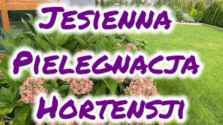 Jesienna pielęgnacja hortensji ogrodowej [upl. by Hplar305]