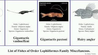 List of Fishes of Order Lophiiformes Family Miscellaneous gigantactis lantern angler toothed [upl. by Olly215]